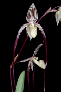 Paph Kemp Tower 'Sunset Valley Orchids' AM 81 pts